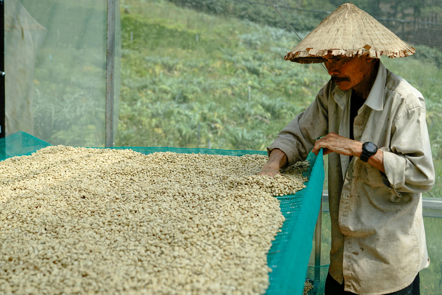 Person sorting coffee beans outdoors with a scenic background