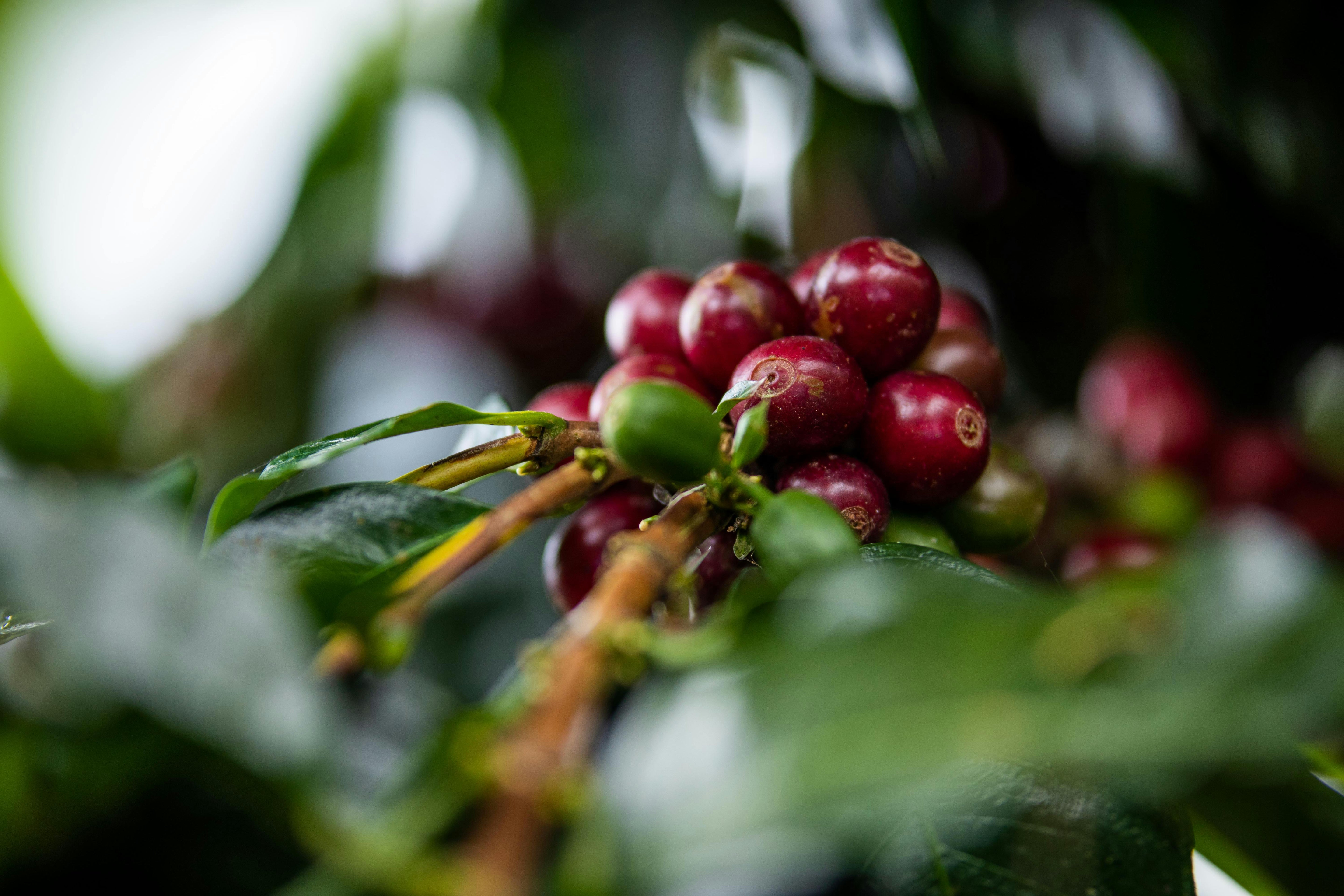 Red coffee berries on a branch with green leaves