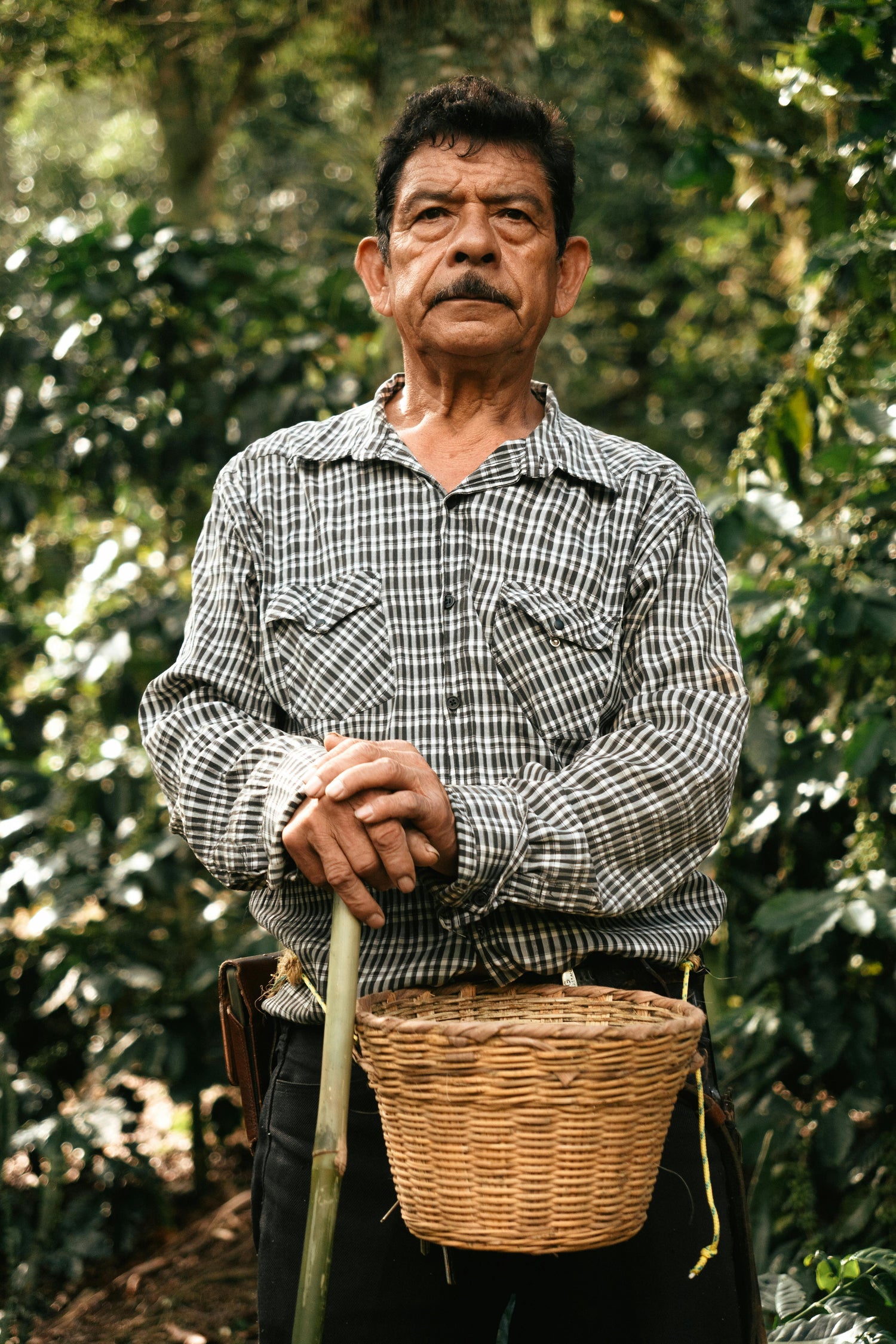 Fair trade coffee farmer handpicking ripe coffee cherries on an ethically sourced farm supported by Brewno