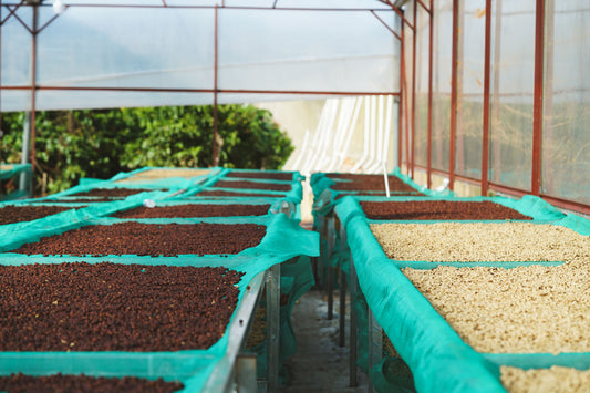 Natural Processed Coffee