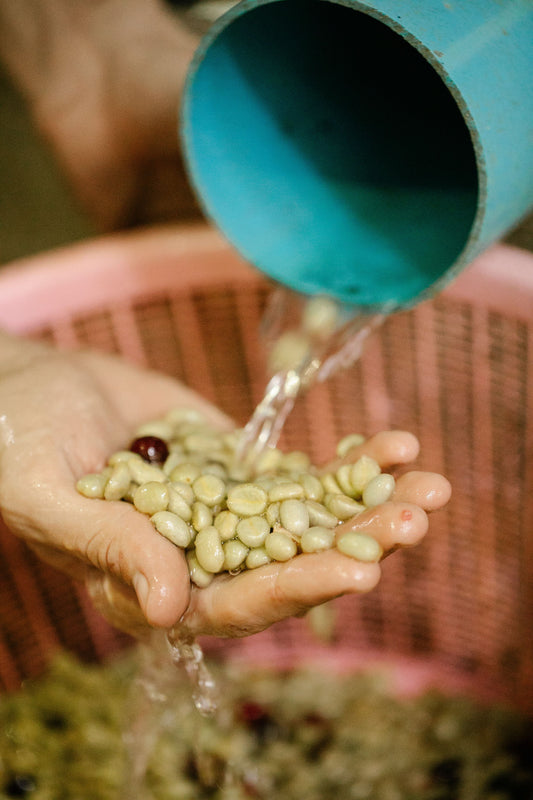Washed Coffee
