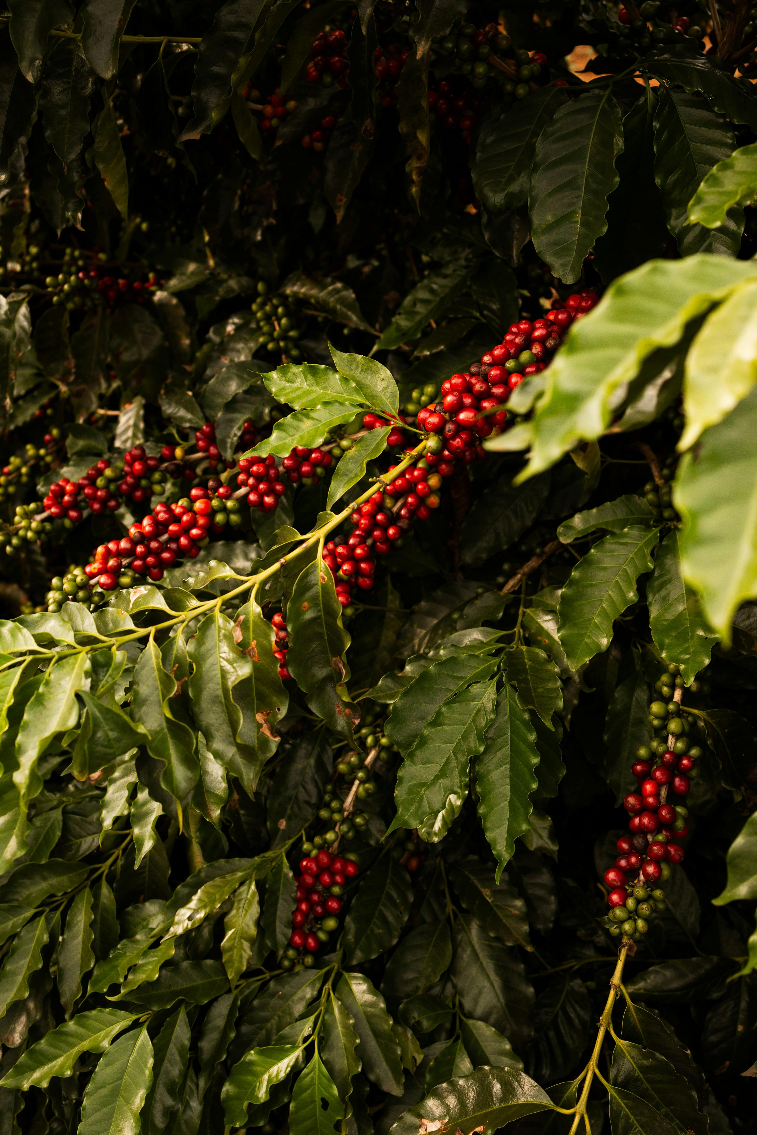 Red coffee berries on a branch with green leaves