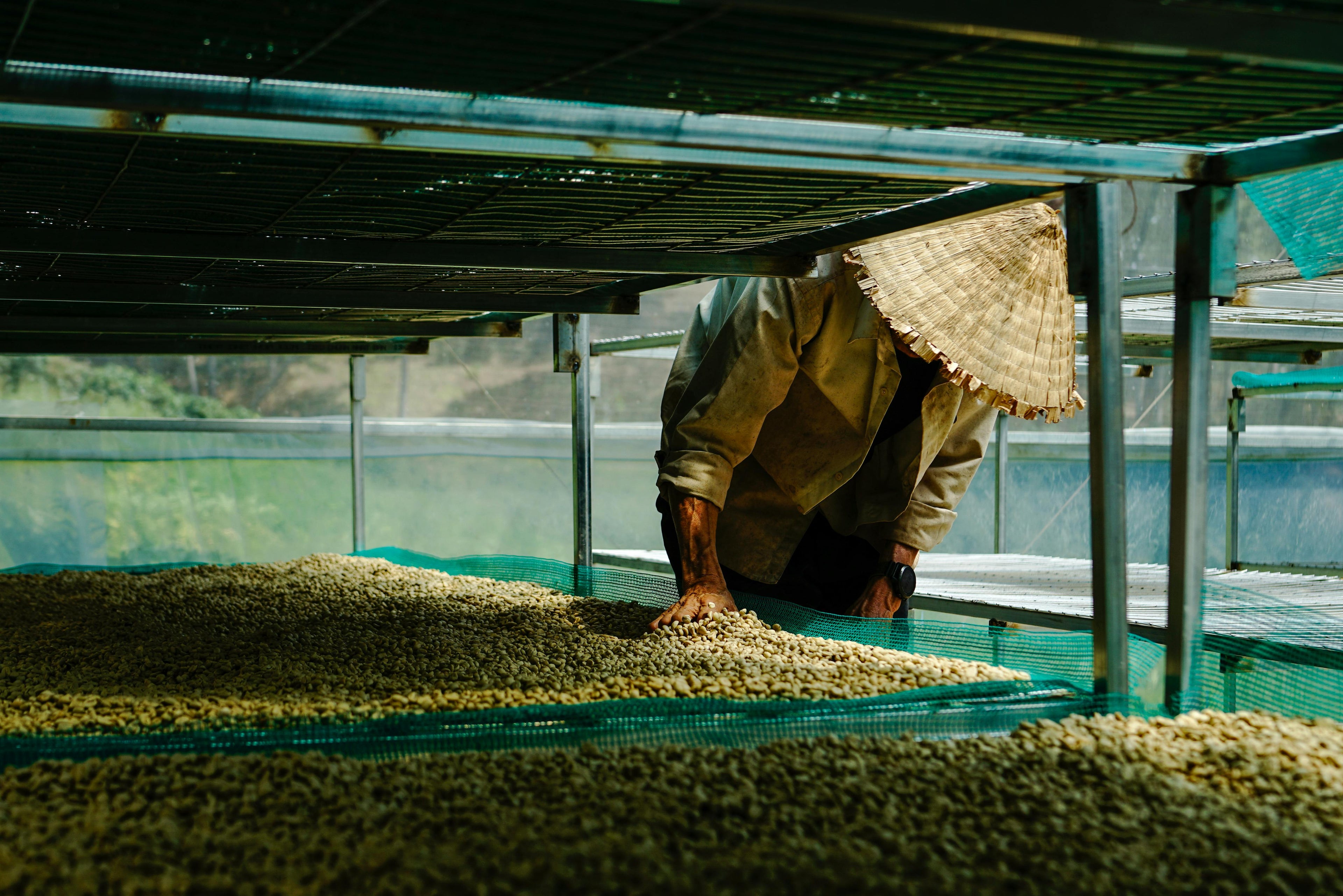 Person tending to coffee beans under a shade structure