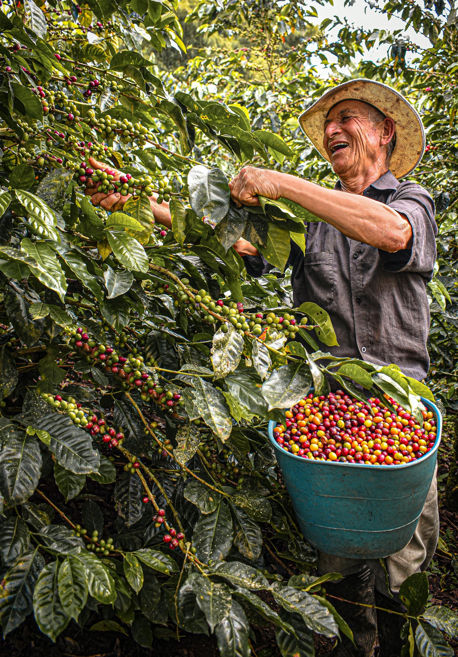 Man harvesting coffee beans from a tree with a bucket filled with coffee cherries.