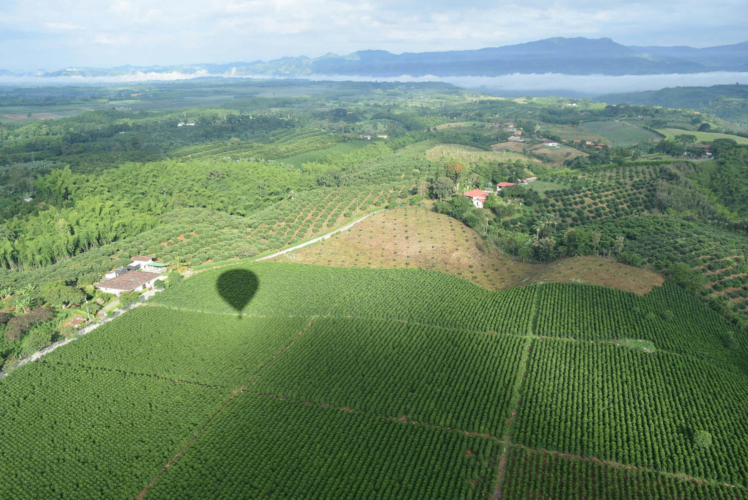 Aerial view of a green landscape coffee farms with a hot air balloon shadow, mountains in the distance.