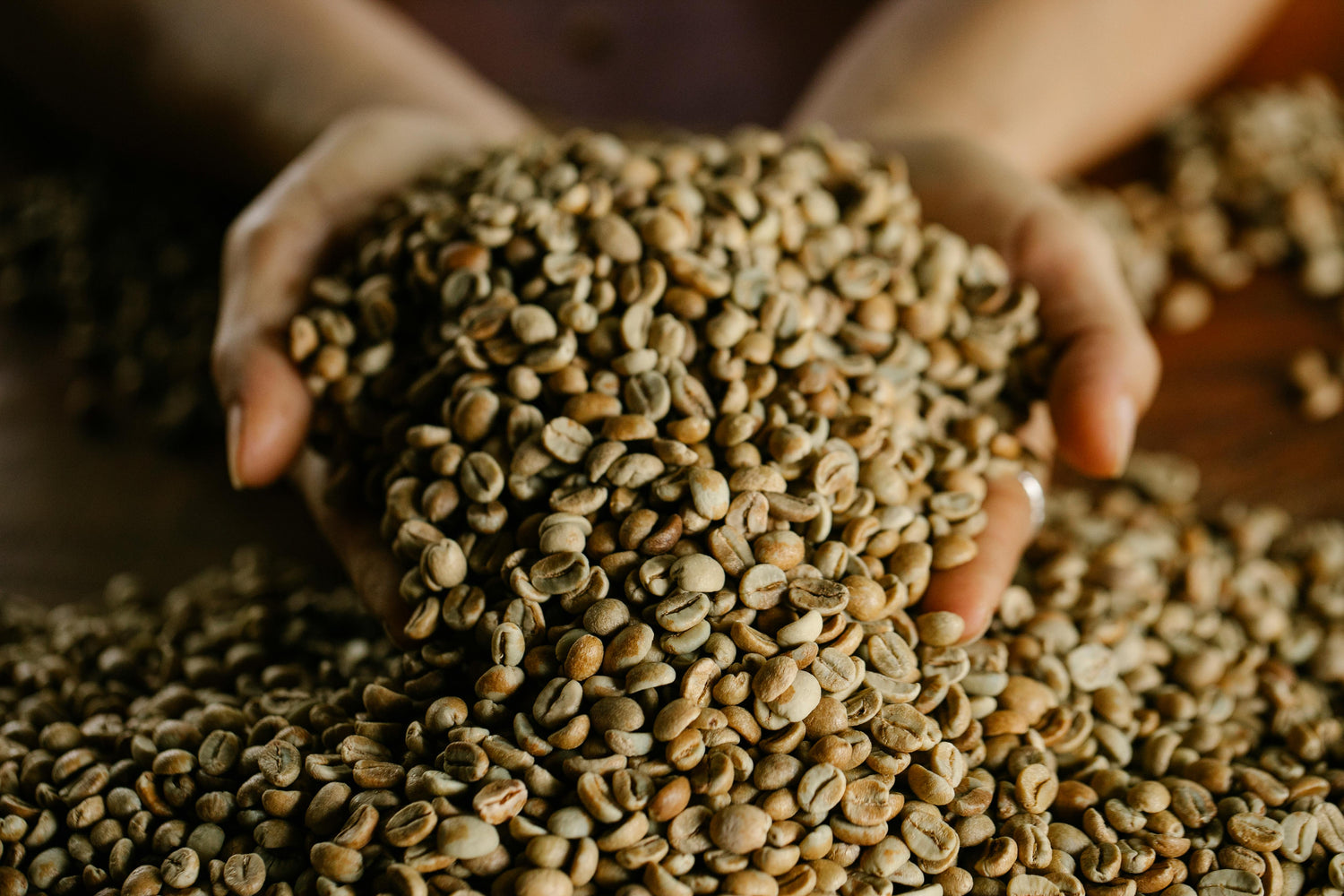 Hands holding a handful of green coffee beans