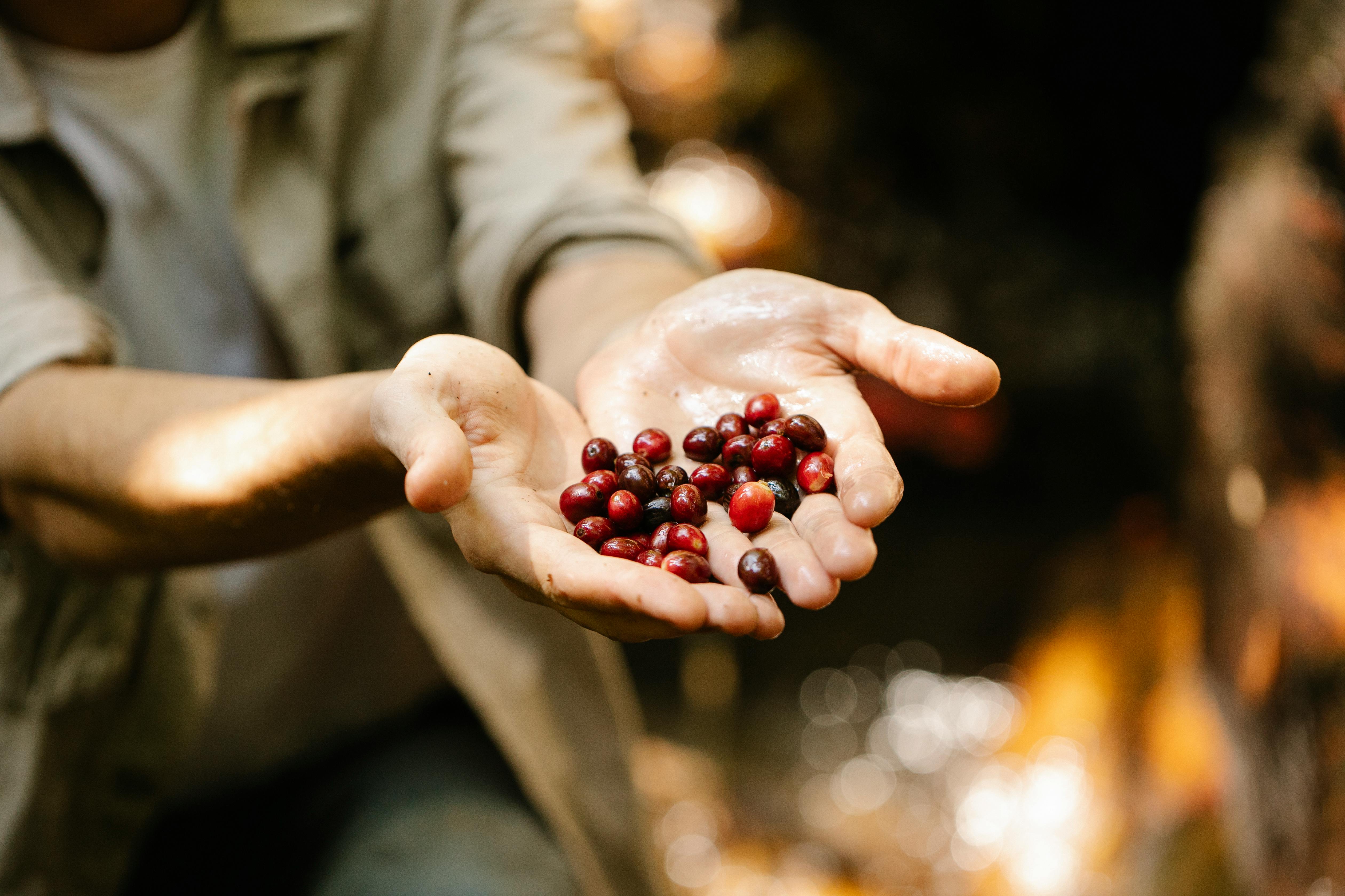 Person holding red berries in their hands with a blurred natural background