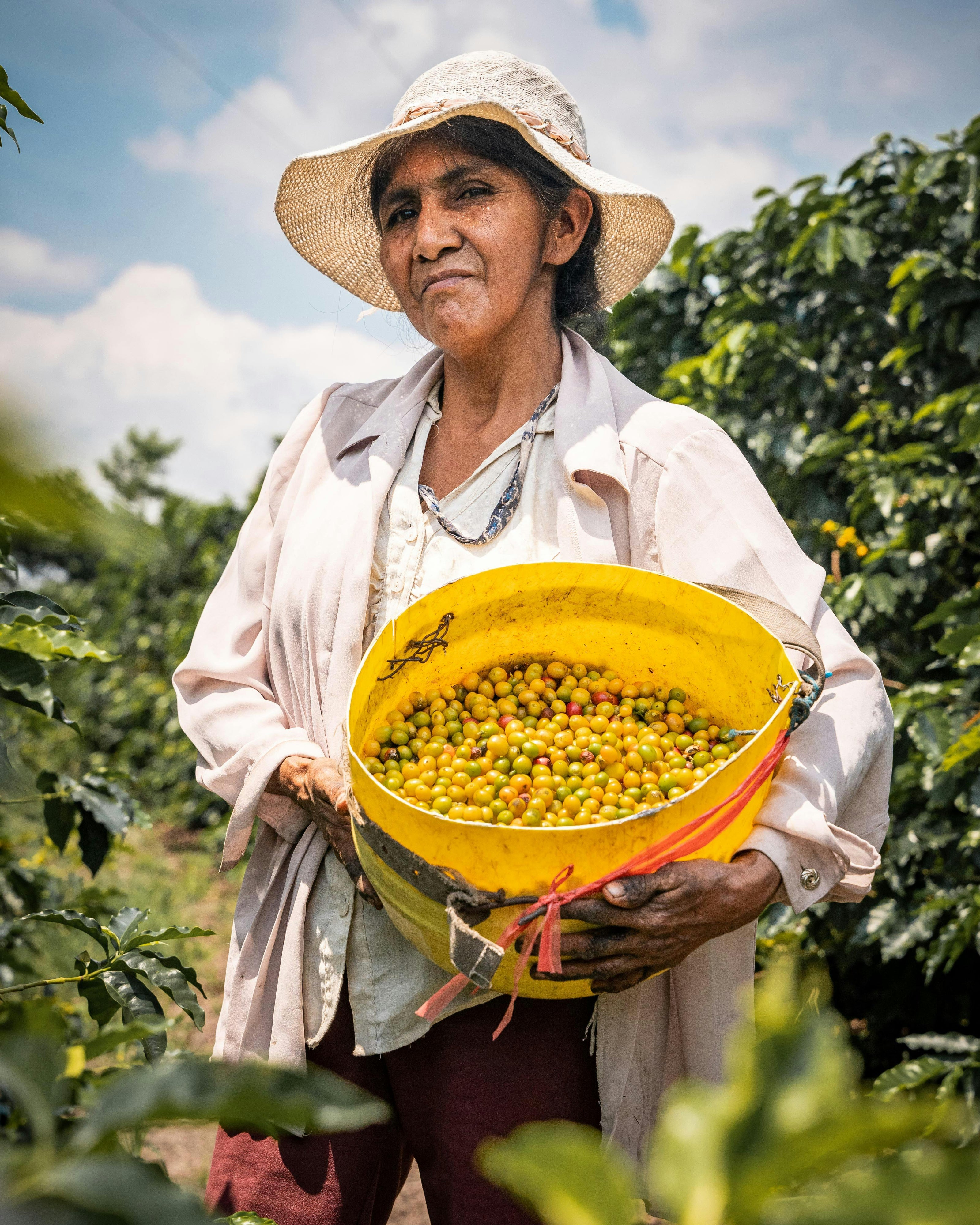 Peru woman holding a yellow bucket filled with coffee cherries in a coffee plantation.
