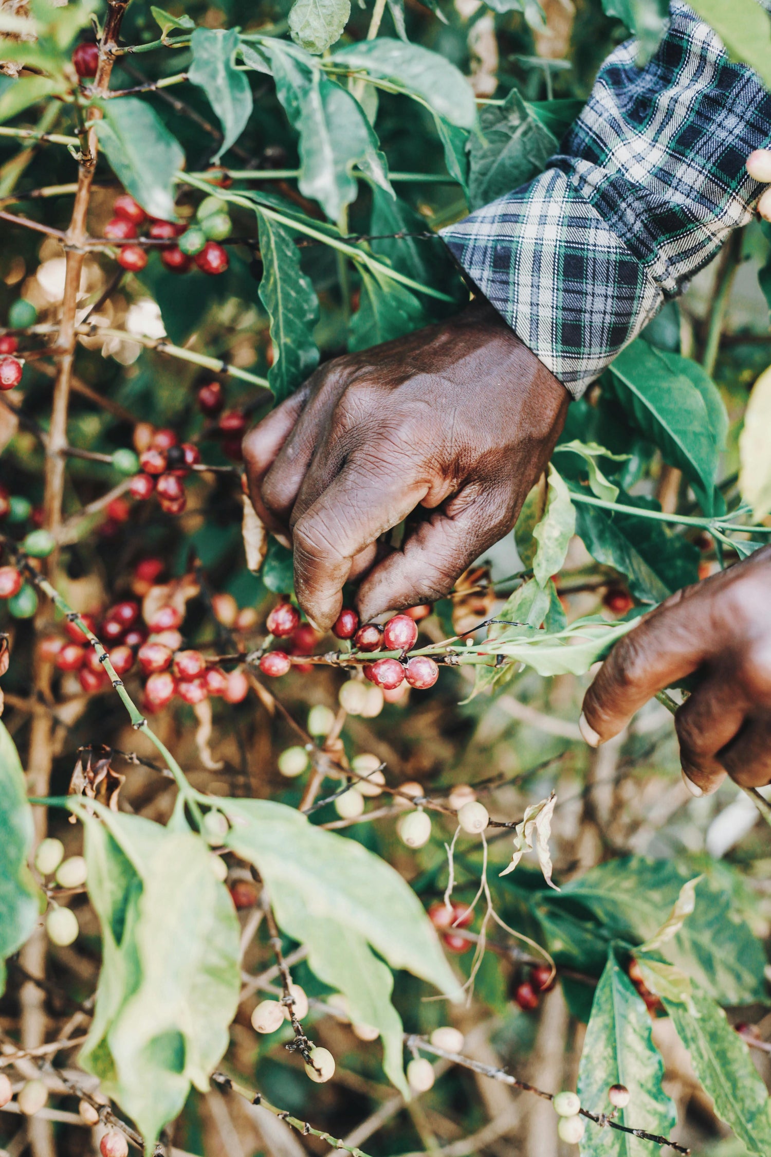 Hand picking coffee berries from a tree