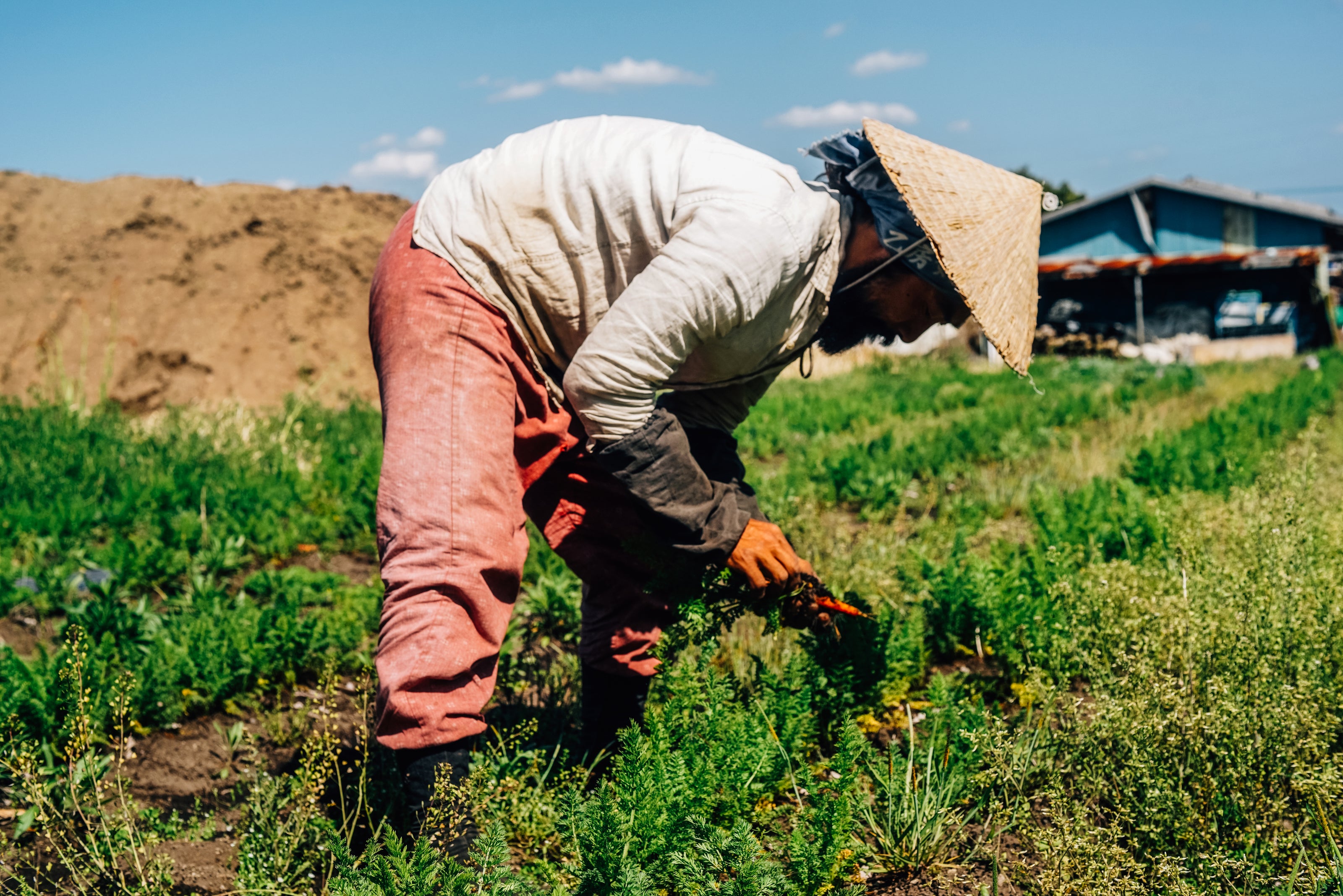 Coffee Farmer tending to early coffee bushes
