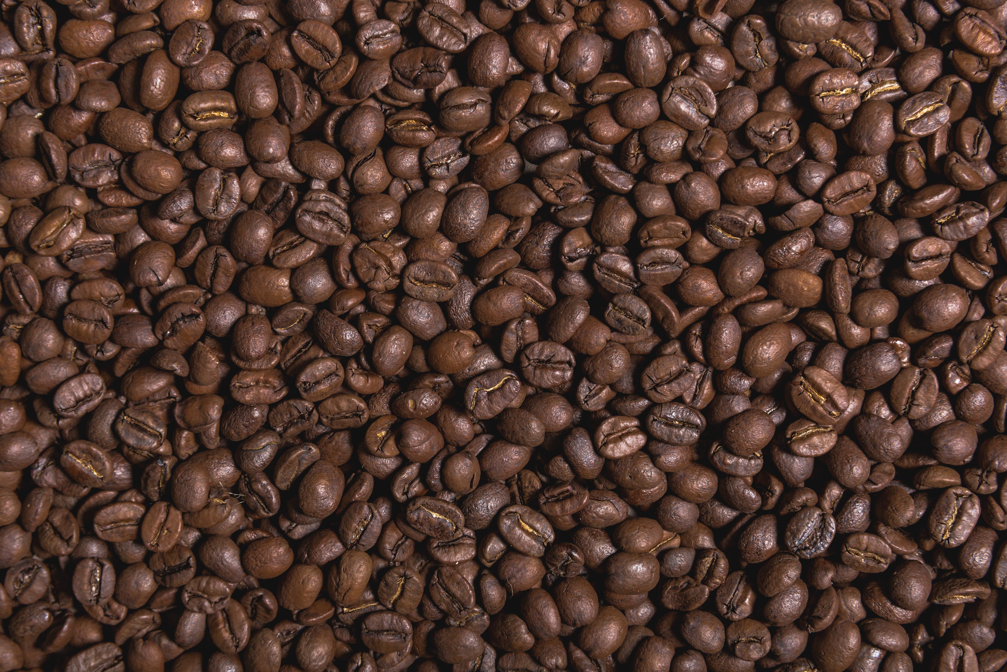 Freshly roasted specialty coffee beans cooling at Brewno's roastery.
