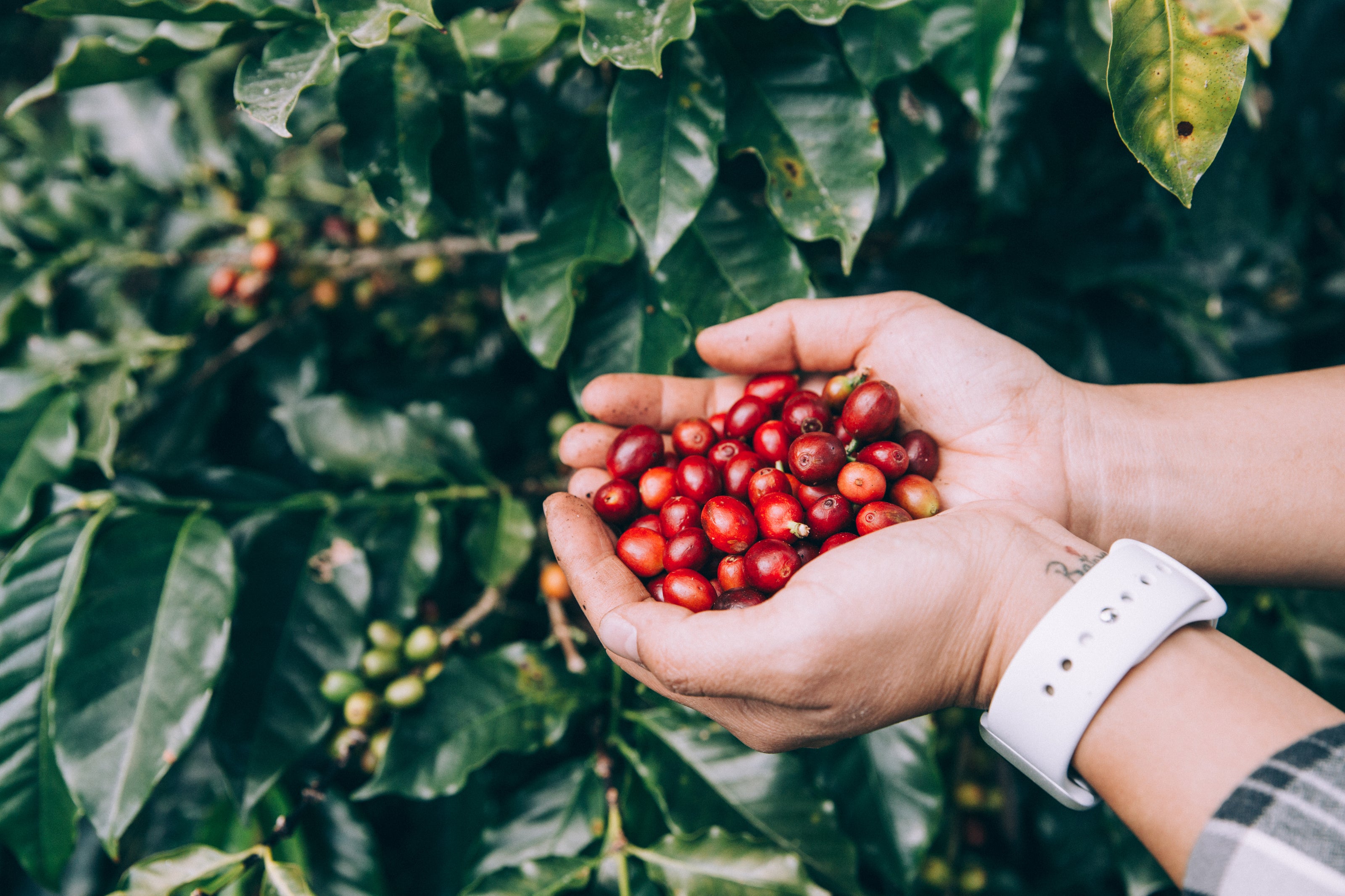 Fresh, organically grown coffee cherries ripening on the branch at a certified organic coffee farm